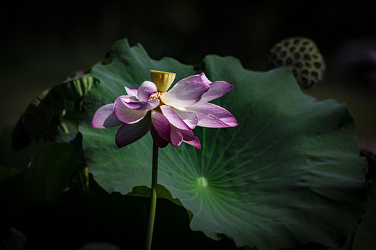 荷花