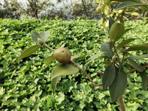 油茶果