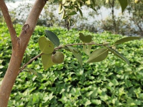 茶樹果