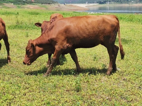 青草地上小黃牛