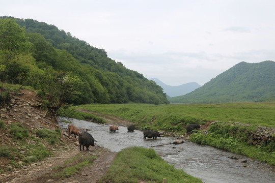 養(yǎng)豬