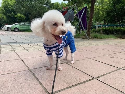 寵物狗