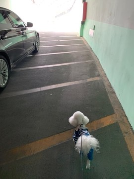 寵物狗