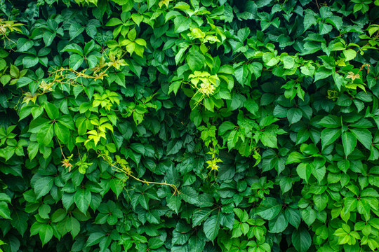 植物墻