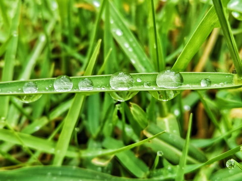 雨后的草地