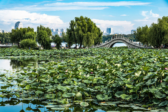 中國長春南湖公園水中盛開的荷花