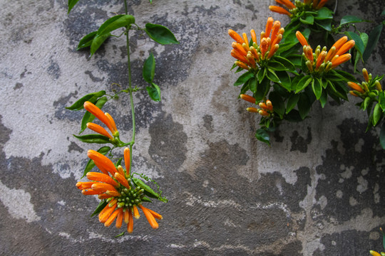 福建廈門(mén)鼓浪嶼炮仗花鞭炮花
