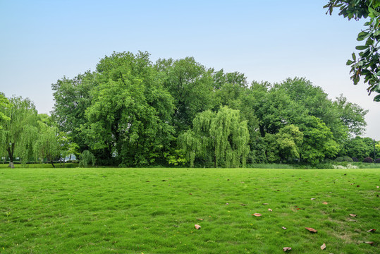 蓝天绿树草坪