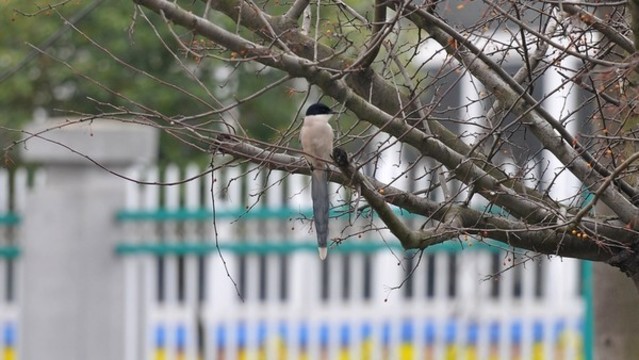 灰喜鵲