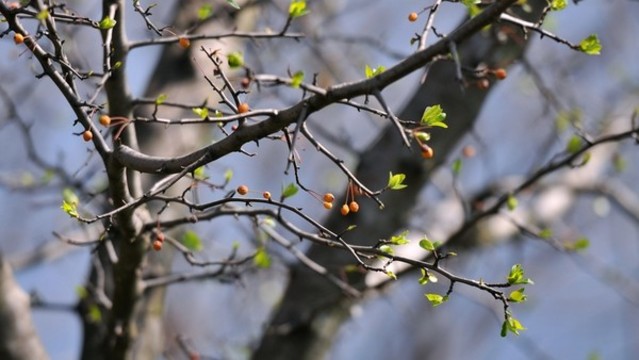 綠芽