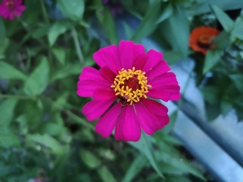 粉色百日菊