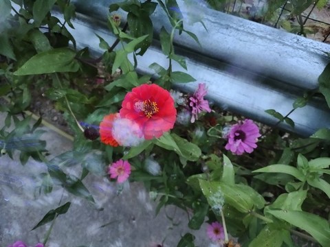 百日菊