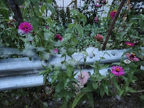 百日菊