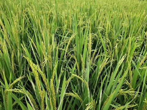 水稻開(kāi)花