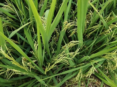 水稻開花特寫