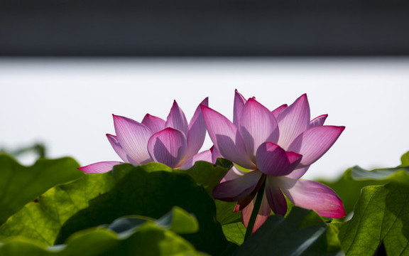 荷花