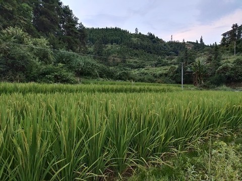 綠色水稻