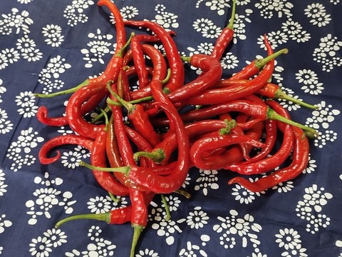 小辣椒