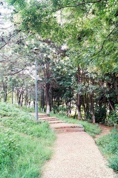 林蔭小路