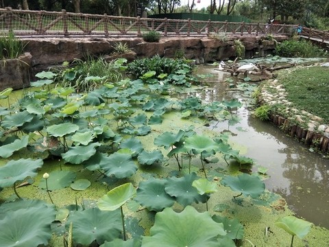 上海野生動(dòng)物園荷塘