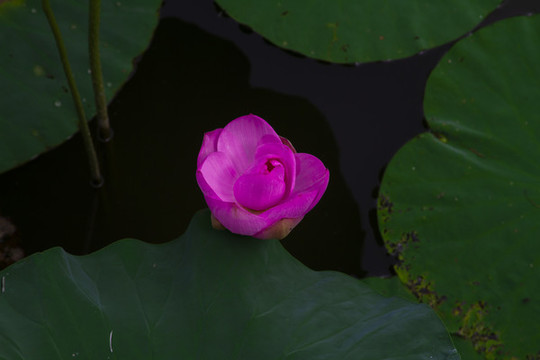 荷花