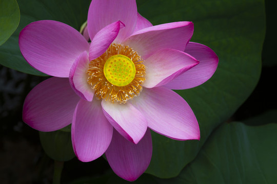 荷花