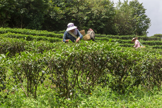 生態(tài)茶園