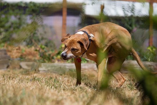 寵物比特犬