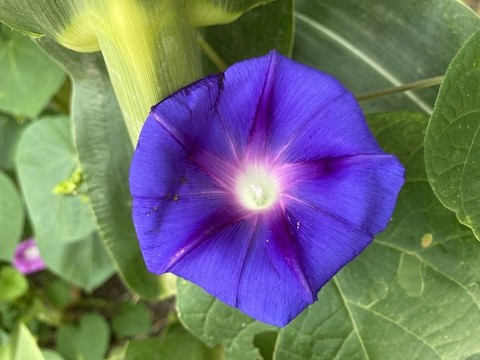 喇叭花