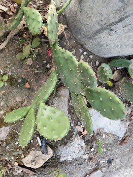 仙人掌