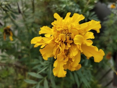 孔雀草花卉