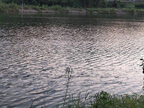 水波紋