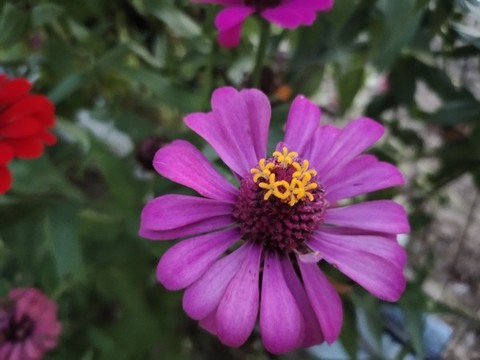 紫色百日菊