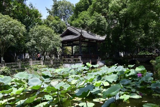 荷塘涼亭