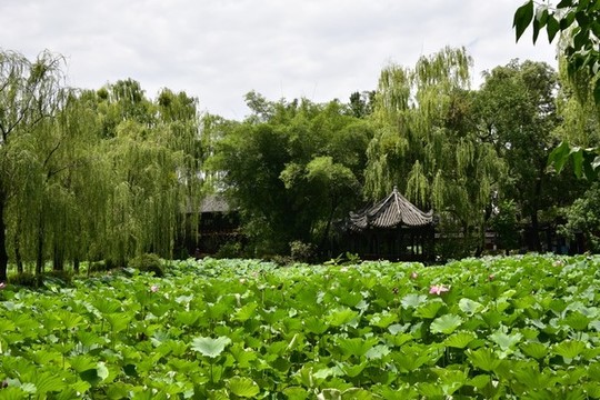 桂湖風(fēng)光