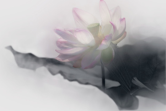 荷