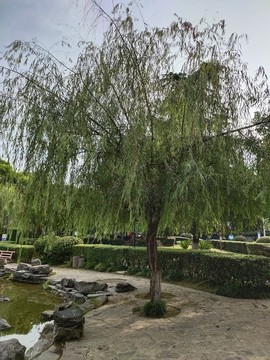 公園綠植