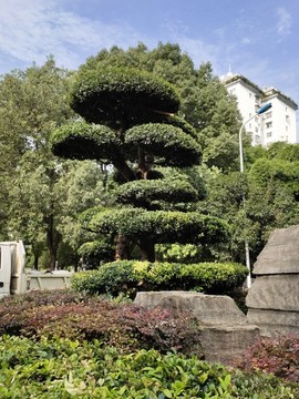 公園景觀樹造型