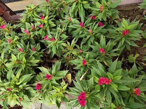 雞冠花背景