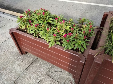 雞冠花與花壇