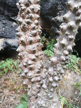 稀有樹木