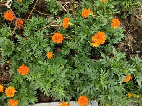一片萬壽菊