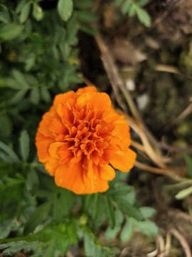萬(wàn)壽菊特寫(xiě)