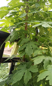 植物