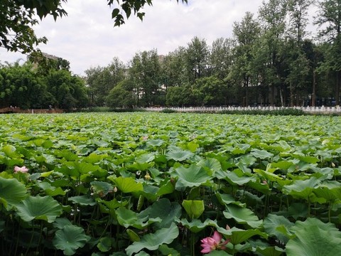 昆明翠湖公園荷花池