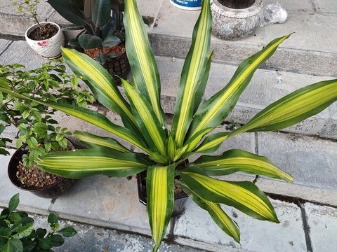 香龍血樹(shù)盆景特寫(xiě)