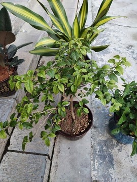 香龍血樹(shù)盆景與三角梅盆景