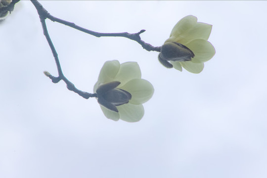 玉蘭花