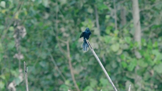 黑卷尾