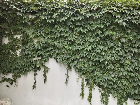 綠植墻